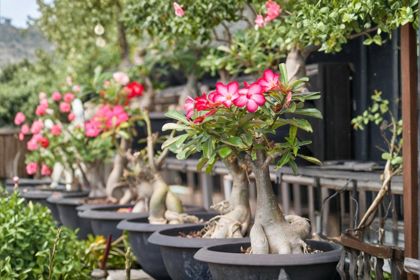 Desert Rose Succulent Plant 4-Inch Pot Adenium Obesum Indoor Outdoor Caudex Flowering