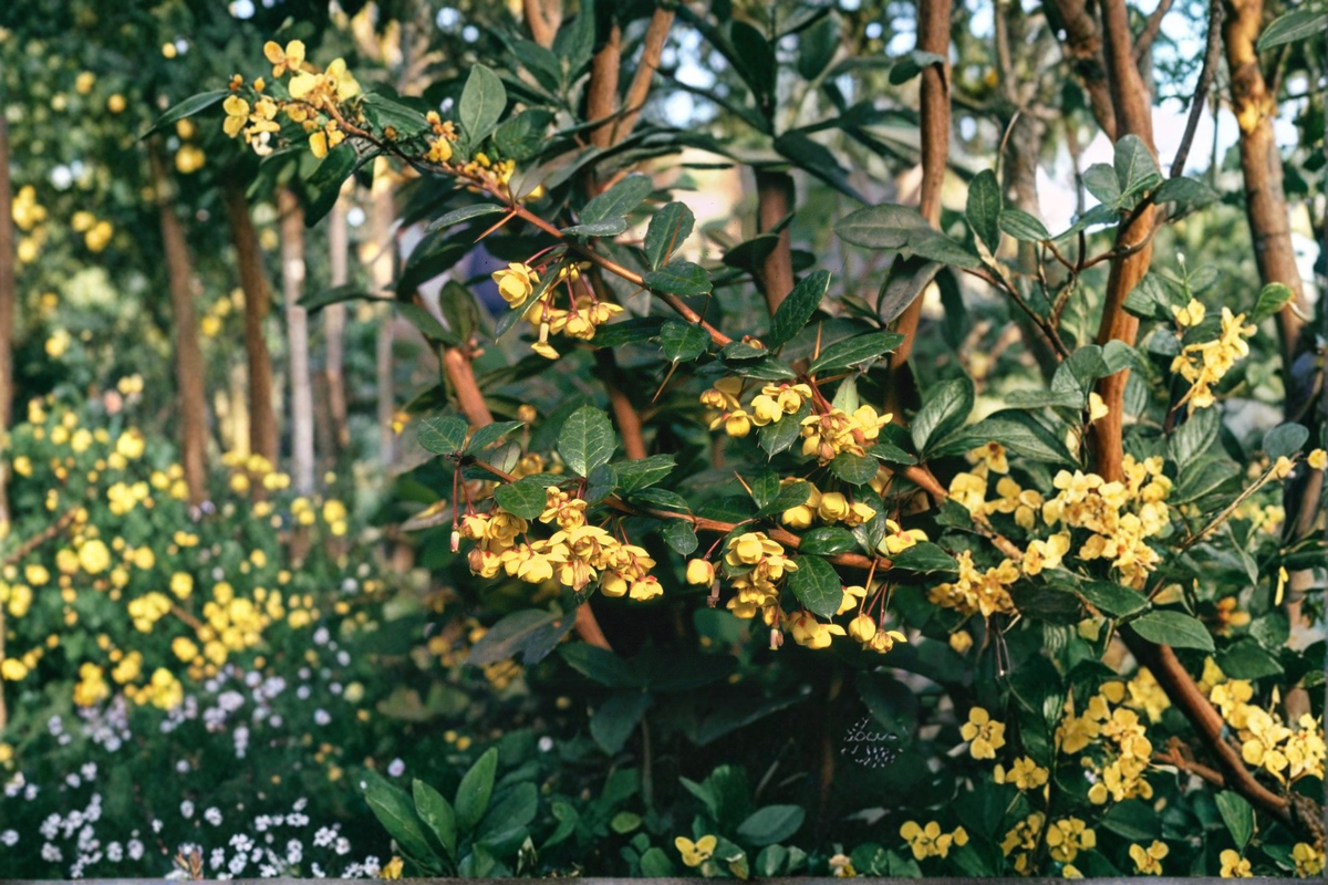 William Penn Barberry Live Plant - 3 Gallon Pot, Evergreen Shrub with Yellow Flowers, Berberis × gladwynensis for Hedges & Landscaping