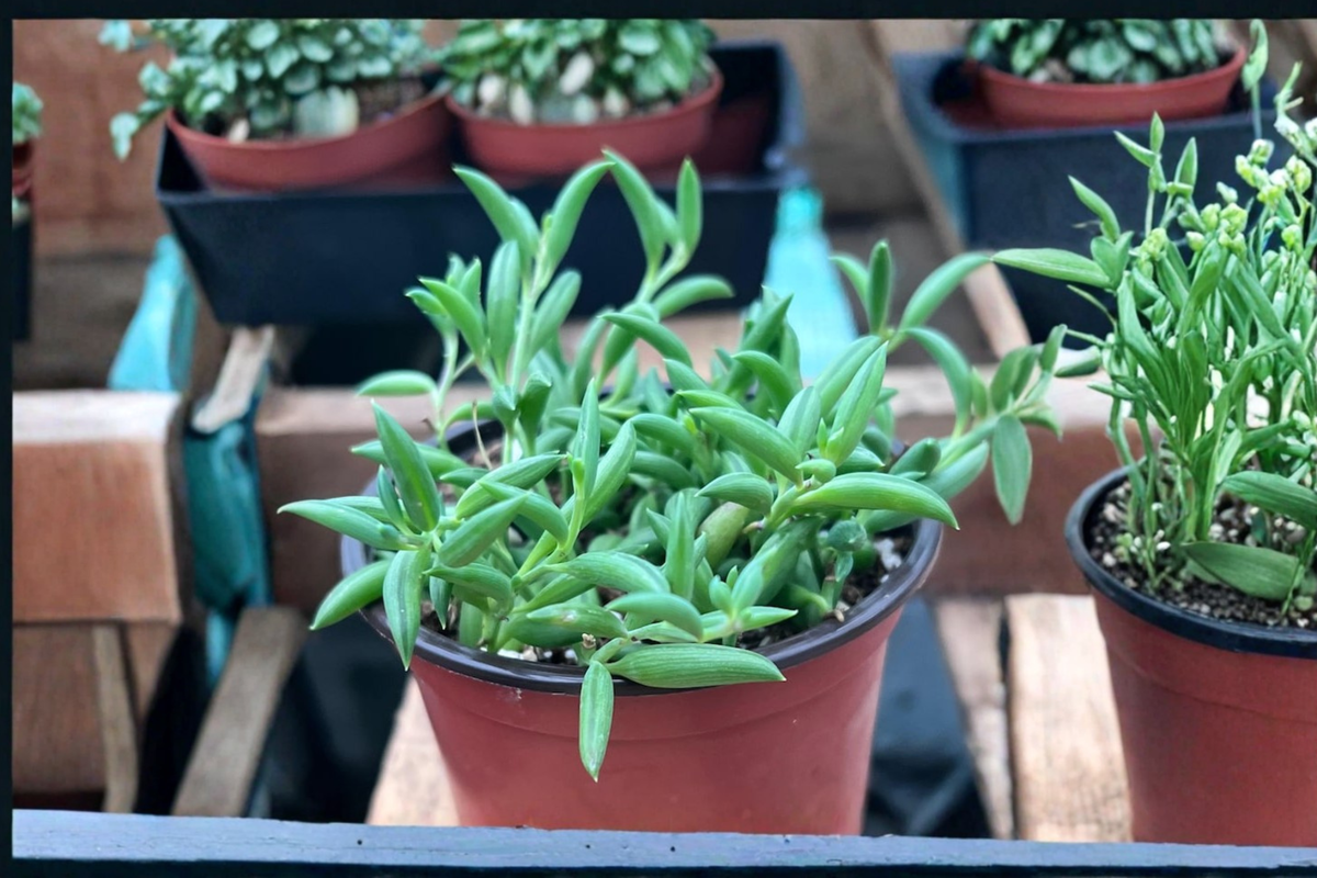 String of Bananas Trailing Succulent Plant in 4 Inch Pot, Indoor Hanging Houseplant, Curio radicans, Green Foliage