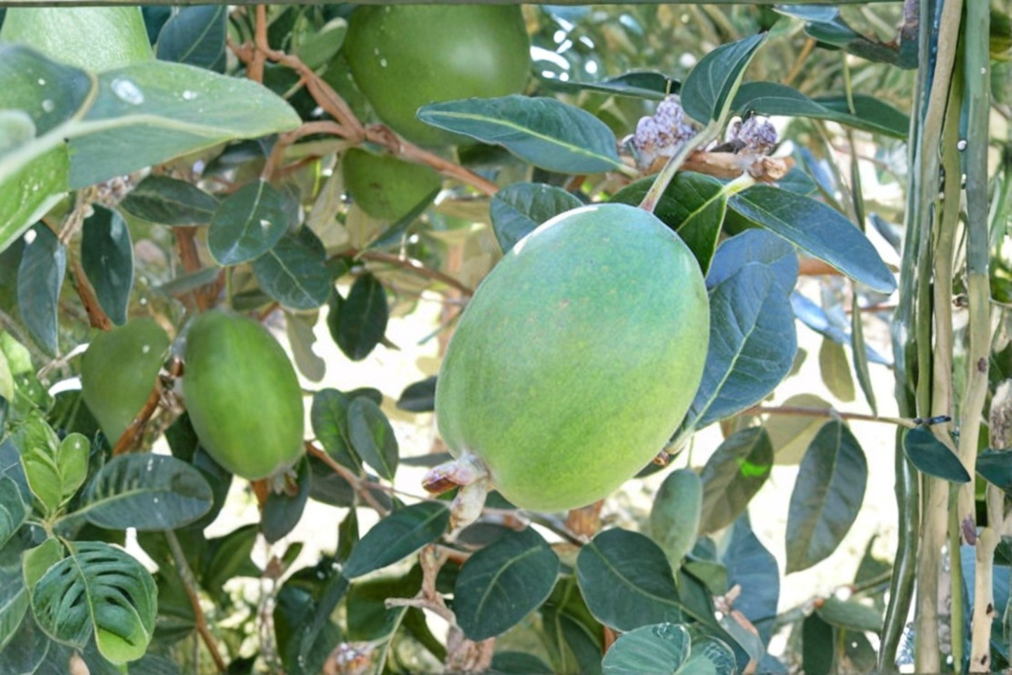 Live Anatoki Pineapple Guava Plant in 1-Gallon Pot, Acca sellowiana Evergreen Fruit Shrub