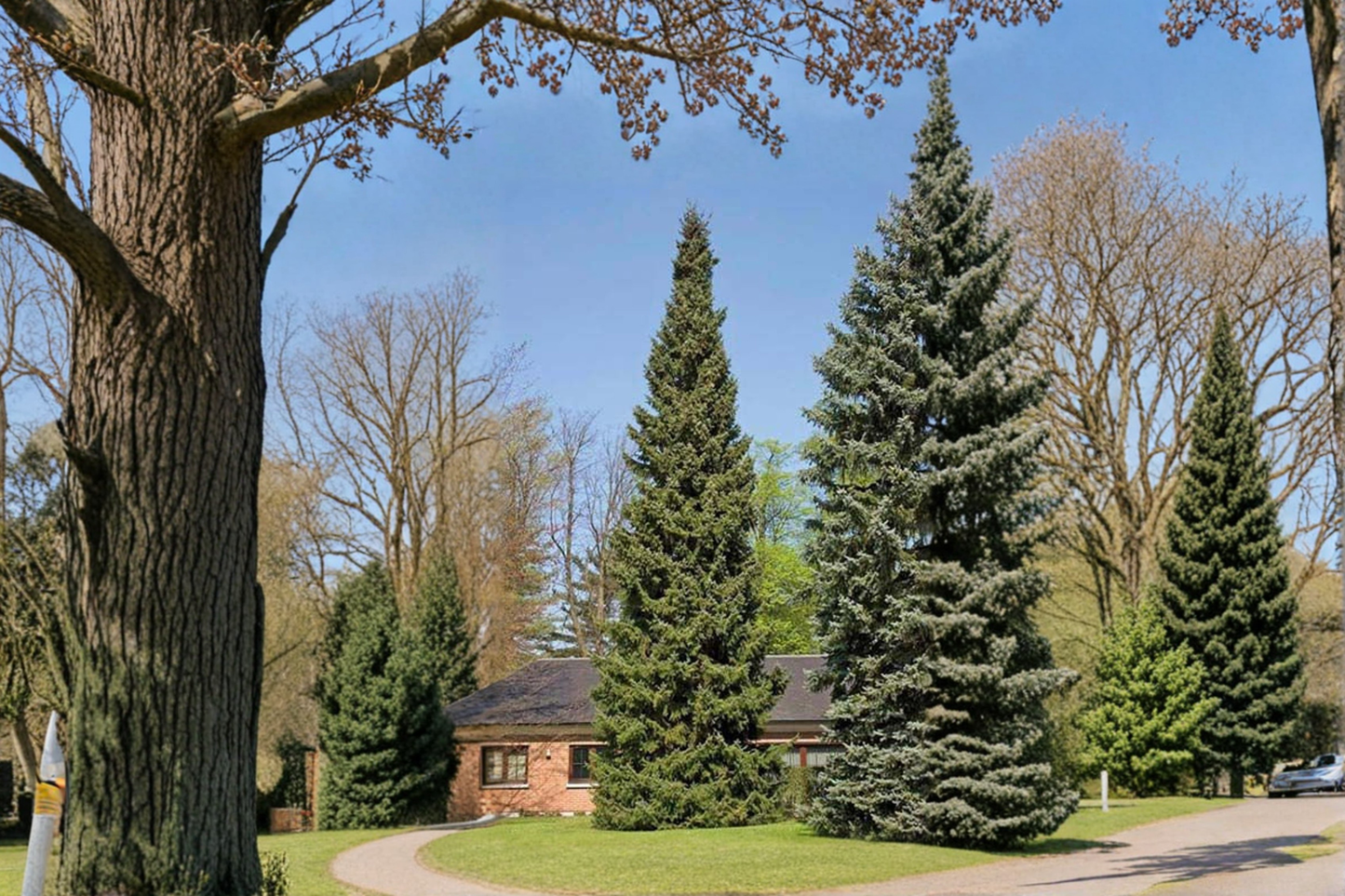 Columnaris Norway Spruce Live Plant 18 Inch in 1-Gallon Pot, Narrow Evergreen Conifer, Cold Hardy Landscape Tree, Picea abies 'Columnaris'