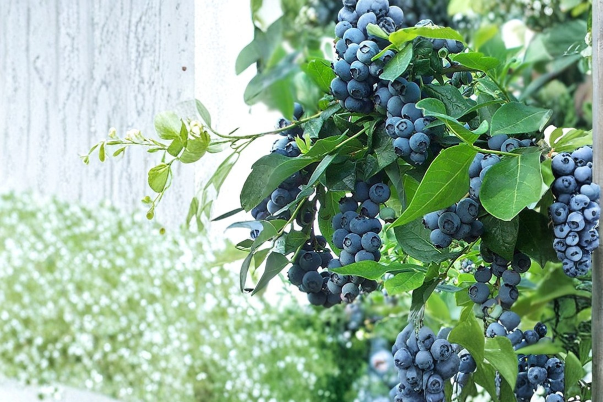Blueberry Plant Live Bush – Rabbiteye Variety, 1–3 ft, Vaccinium ashei, Outdoor Fruit Shrub