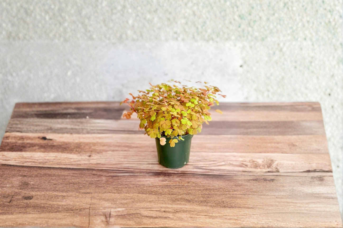 Golden Oxalis Live Plant, Yellow Shamrock Indoor Outdoor Houseplant, Easy Care, Compact, Oxalis Species