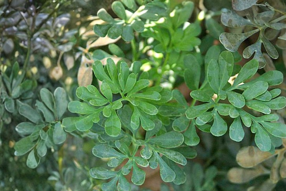 Rue Live Starter Clump - Multiple Seedlings Ready to Transplant - Ruta graveolens