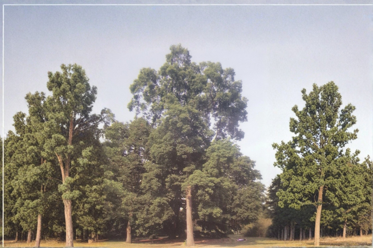 Live Choctaw Pecan Tree 16-24 Inches Nut Tree, Deciduous Shade & Fruit Tree, Carya illinoinensis