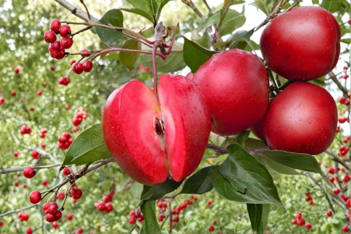 Redlove Odysso Apple Tree Live Plant, 5-Gallon Pot, Red Fruit, Pink Flowers, Malus domestica