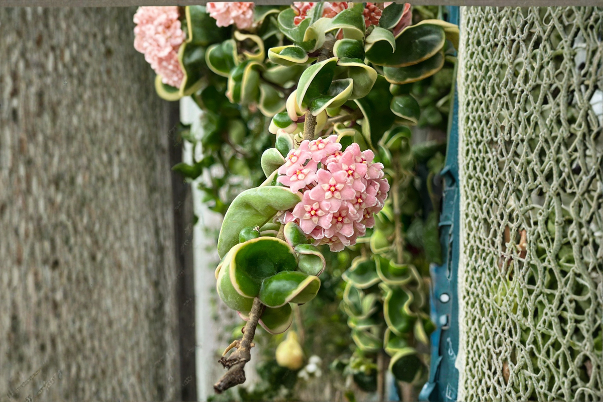 Variegated Hoya Compacta Plant | Rooted Hindu Rope Houseplant | Indoor Trailing Wax Plant | Hoya carnosa ‘Compacta Variegata’