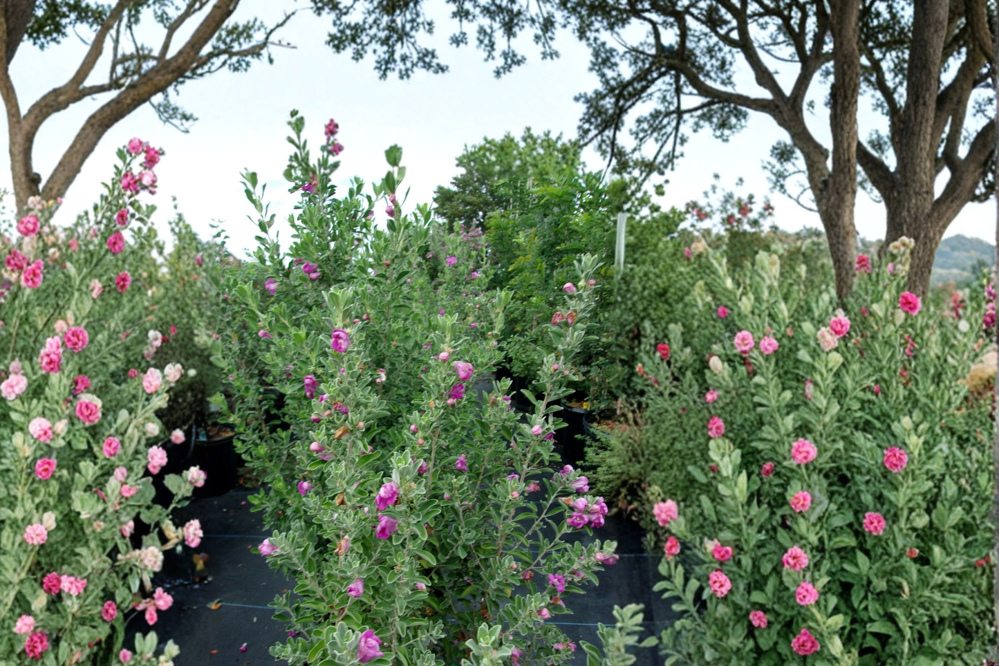 Purple Texas Sage Live Plant 2-3 Ft Evergreen Shrub for Garden Landscape, Drought Tolerant, Leucophyllum frutescens
