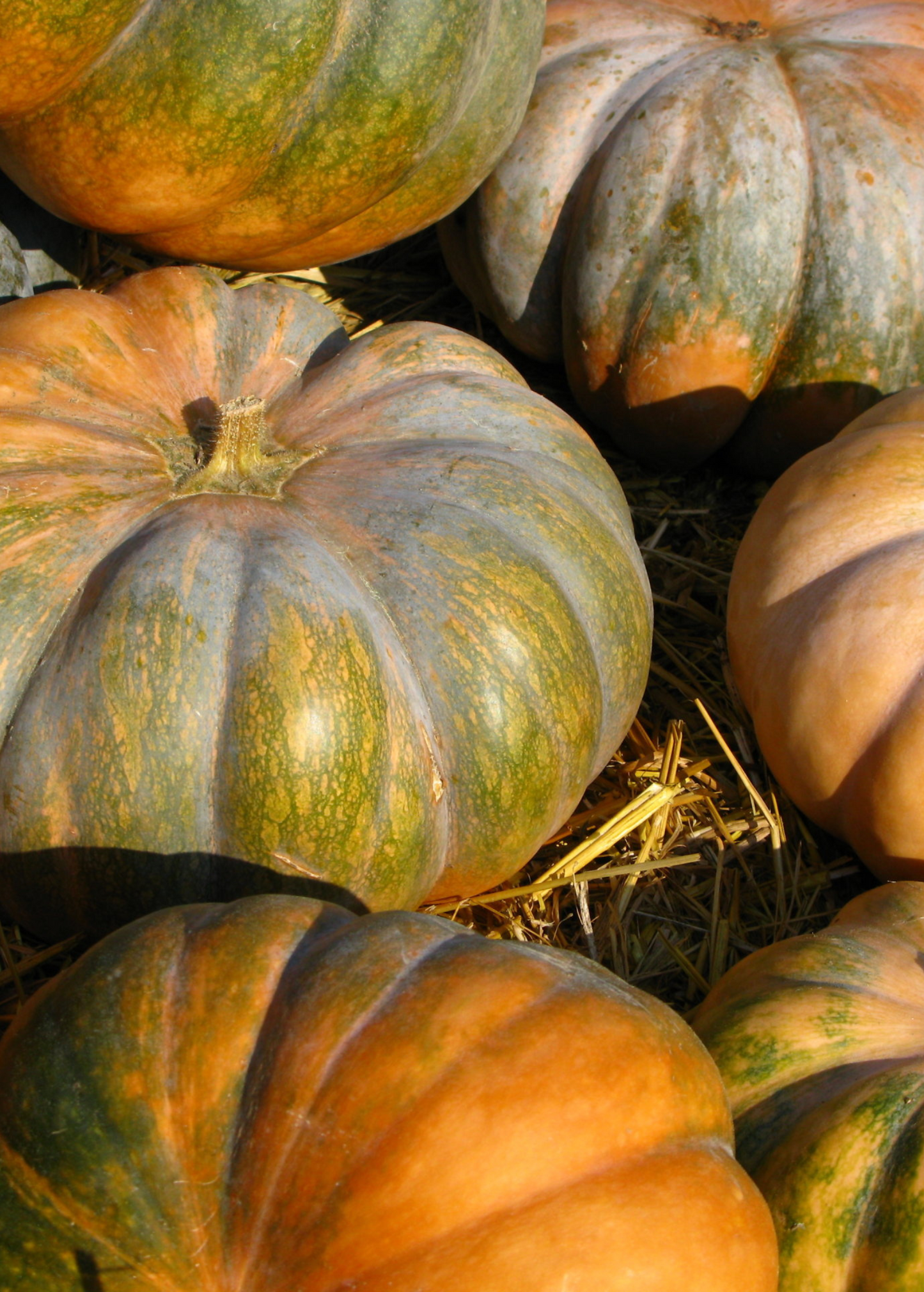 Calabaza Squash Seed Pack | Tropical Cucurbita moschata Vine for Garden, Soup & Stews