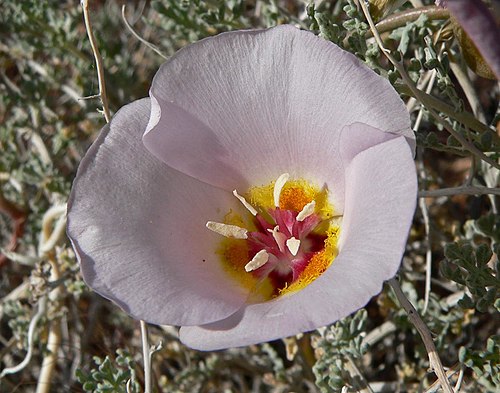 Calochortus flexuosus Seeds – Winding Mariposa Lily Native Wildflower with White to Lavender Blooms, Perennial Bulb, 30 Seeds