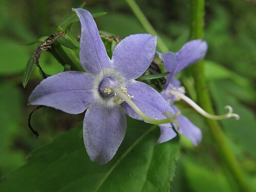 500 Campanula americana Seeds | Tall Bellflower | Native Perennial Wildflower for Pollinator Gardens
