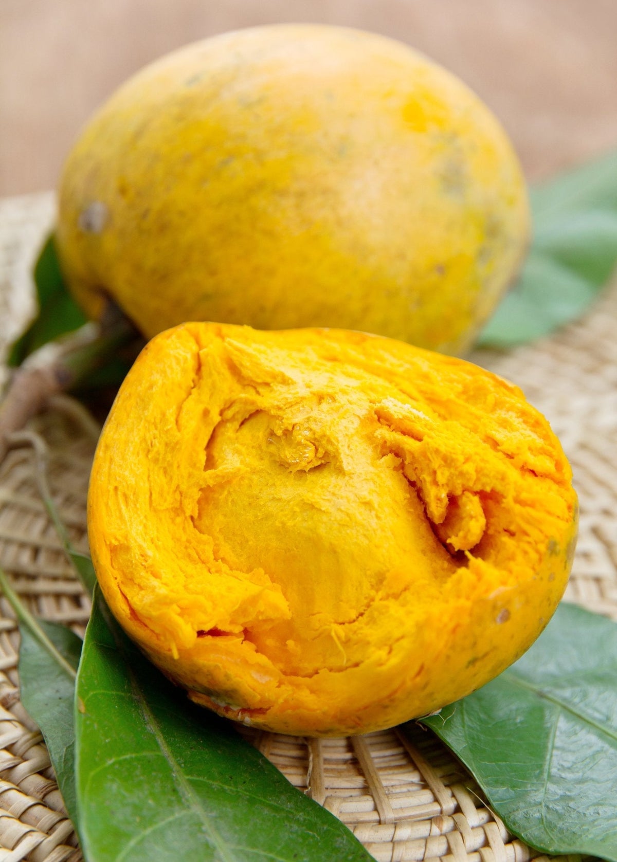 Canistel Pouteria campechiana Fruit Tree, Tropical Eggfruit, Yellow Sapote, Edible Fruit Plant
