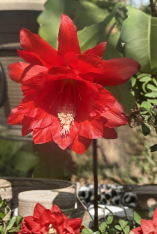 Epiphyllum Orchid Cactus Cuttings Unrooted Live Plant Stems for Propagation, Trailing Tropical Flowering Cactus, Epiphyllum spp.