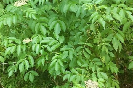 Native American Elderberry Cuttings - Unrooted Hardwood Set of 10 Sambucus canadensis