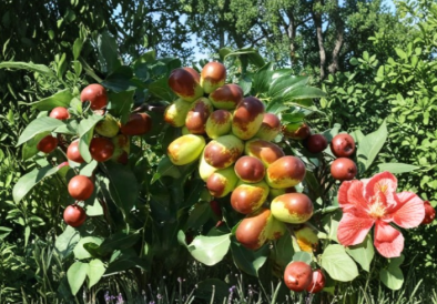 Sherwood Jujube Cuttings Set of 15 | Unrooted Ziziphus jujuba Chinese Red Date Propagation Material