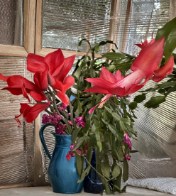 Red Christmas Thanksgiving Cactus Cutting | Schlumbergera truncata | Holiday Indoor Houseplant | Unrooted Giant Red Cactus Segment