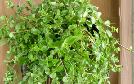 Callisia cordifolia Cuttings - Trailing Houseplant, Itsy Bitsy Inch Plant, Speedy Jenny, Unrooted Propagation Stems