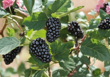 Blackberry Cuttings 8-Inch Live Rubus spp. Fruit Cane Propagation, Organic Non-GMO, for Home Garden