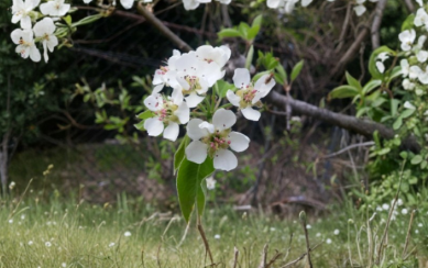 Unrooted Bartlett Pear Tree Cuttings Set of 12 for Grafting and Propagation – Pyrus communis