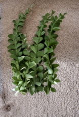 Ric Rac Epiphyllum Cuttings - Fishbone Cactus, Zigzag Foliage, Indoor Tropical Plant, Epiphyllum anguliger, Unrooted Stems