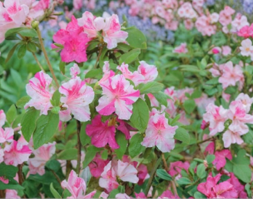 Encore Autumn Twist Azalea Starter Plant - Well-Rooted Pink & White Flowering Rhododendron Hybrid, Deciduous Shrub for Garden Beds & Containers