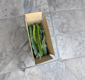 Unrooted Dragon Fruit Cuttings 8-12 Inches for Propagation Selenicereus spp.