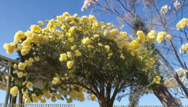 Lady Banks Yellow Rose Cuttings 5 Pack | Climbing Rose Vine Rosa banksiae Unrooted Live Stems