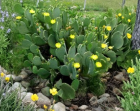 Spineless Prickly Pear Cactus Pads Nopales Opuntia ellisiana Plant Cuttings for Propagation