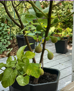 Unrooted Fig Cuttings Set of 3 – Early Season Ficus carica ‘Teramo’ for Propagation, Container & Garden Planting
