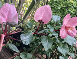 Pink Princess Philodendron Rooted Live Plant - Variegated Indoor Houseplant, Philodendron erubescens, Green & Pink Foliage