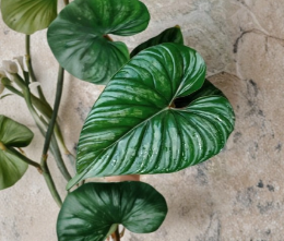Philodendron Plowmanii Unrooted Cutting – Tropical Houseplant for Propagation, Creeping Aroid, Green Foliage