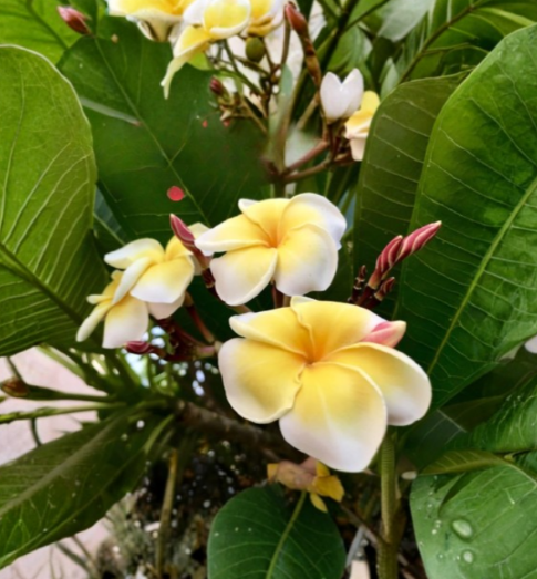 Plumeria Celadine Cutting – 10-12 Inch Frangipani Stem for Propagation, Tropical Flowering Plant, Creamy Yellow Blooms