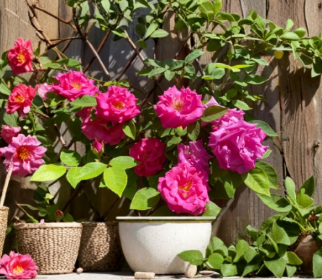 Zephirine Drouhin Thornless Rose Cuttings – 3 Unrooted Climbing Rose Stems, Pink Flowers, Rosa ‘Zephirine Drouhin’