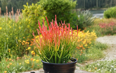 Euphorbia Tirucalli Sticks on Fire Cuttings – 4 Live Unrooted Succulent Propagation Sticks, Ornamental Shrub, Bright Colorful Stem