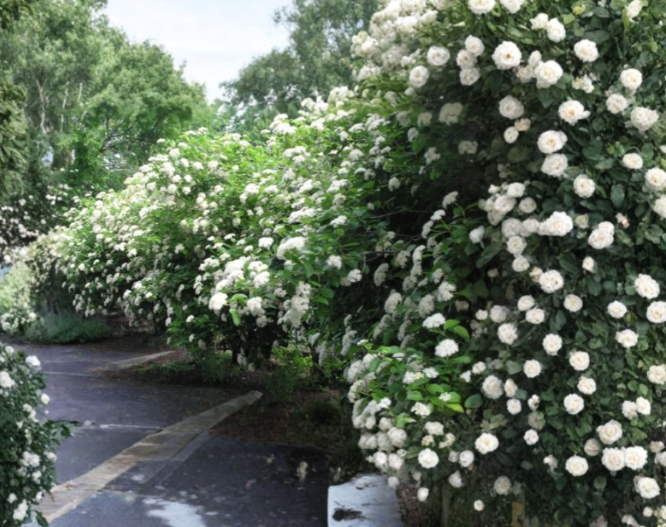 Chicago Lustre Viburnum Shrub | Deciduous Landscape Hedge Plant | Viburnum dentatum | Glossy Green Foliage