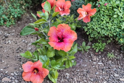 Erin Rachel Tropical Hibiscus Cutting Live Unrooted Stem Flowering Garden Plant Hibiscus rosa-sinensis