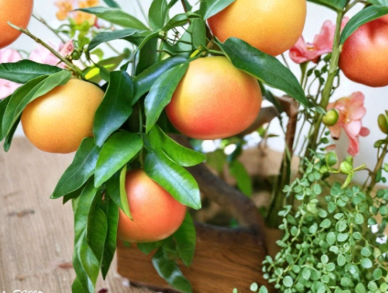 Ruby Grapefruit Cutting 6-8 Inch Citrus Paradisi Stem for Rooting or Grafting, Fruit Tree Propagation