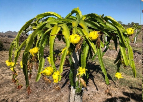 Organic Yellow Dragon Fruit Plant Cutting – Selenicereus Megalanthus, Potted Climbing Cactus for Warm Climates