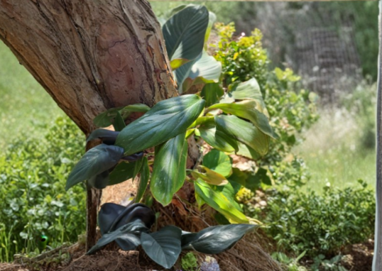 Variegated Monstera standleyana 1-Node Cutting, Philodendron Cobra, Green Cream Variegation, Tropical Climbing Plant for Propagation