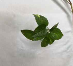 Golden Pothos Rooted Cuttings - Epipremnum aureum Indoor Trailing Vine with Variegated Green and Yellow Foliage