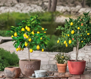 Meyer Lemon Tree Live Citrus Plant 16-24 Inches Potted Fruit Tree for Garden or Container Growing Citrus × meyeri