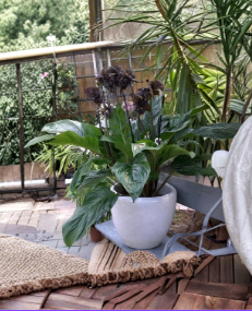Black Bat Flower Rooted Starter Plant | Tacca chantrieri | Exotic Tropical Black Lily for Shade Indoor Outdoor