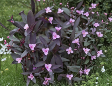 Purple Heart Tradescantia Pallida Unrooted Cuttings Set of 5 – Indoor Outdoor Trailing Plant, Vibrant Purple Foliage, Propagation Material