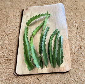 American Beauty Dragon Fruit Cuttings Set of 4 | Unrooted Selenicereus Hybrid for Propagation & Climbing Cactus