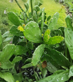 Prickly Pear Cactus Pads 5-10 Inches, Edible Succulent, Opuntia ficus-indica, Perennial, Drought Tolerant, Full Sun, USDA Zones 8-11