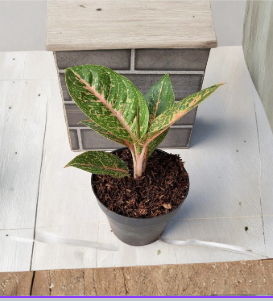 Aglaonema Queen Red Valentine Rooted Starter Plant - Pink Red Foliage Indoor Houseplant, Chinese Evergreen, Tropical, Easy Care