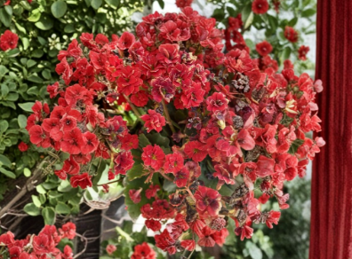 Red Kalanchoe Blossfeldiana Cuttings – Unrooted Succulent Flowering Stems for Propagation, Bright Red Blooms, Indoor Plant, Kalanchoe