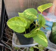 Rooted Pothos Cuttings Lot of 4 | 6 Inch+ Epipremnum aureum Indoor Outdoor Houseplant