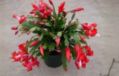 Red Christmas Cactus Exotic Dancer Cuttings – Unrooted Schlumbergera with 2-3 Segments, Holiday Flowering Indoor Plant