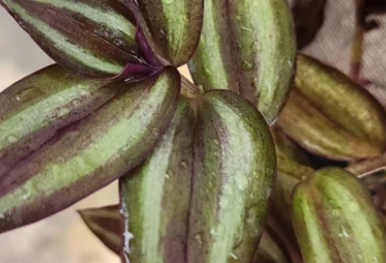 Rooted Tradescantia Zebrina Inch Plant Cuttings Set of 3 – Live Houseplants for Indoor & Hanging Baskets